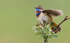 Bluethroat male singing on his summer territory in the arctic tundra of Seward Peninsula. Alaska Art Print